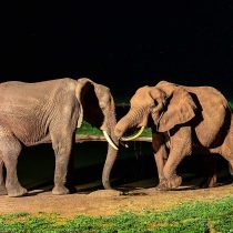 VWL-Home-Gallery-elephant